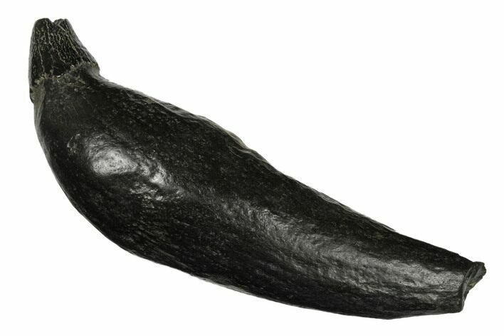 Fossil Sperm Whale (Scaldicetus) Tooth - South Carolina #175998